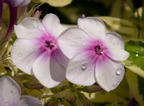 Plamenka latnatá 'Nora Leigh' - Phlox paniculata 'Nora Leigh'