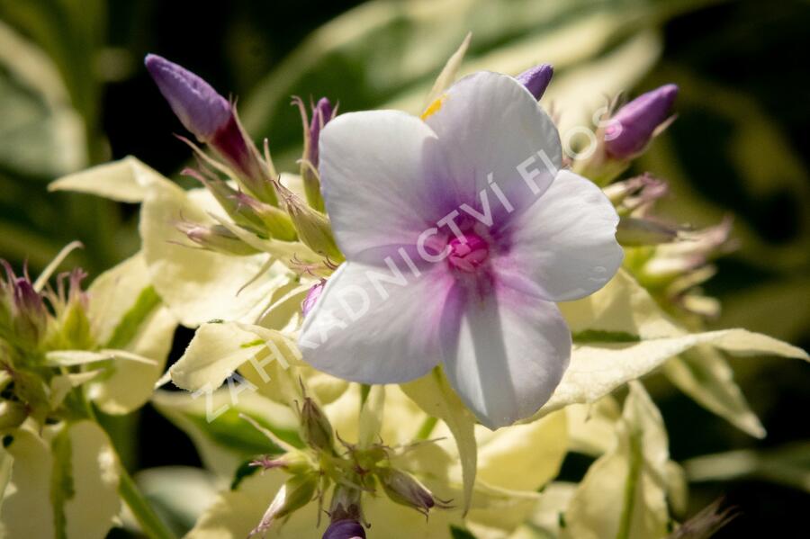 Plamenka latnatá 'Nora Leigh' - Phlox paniculata 'Nora Leigh'