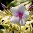 Plamenka latnatá 'Nora Leigh' - Phlox paniculata 'Nora Leigh'