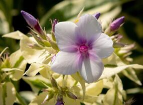 Plamenka latnatá 'Nora Leigh' - Phlox paniculata 'Nora Leigh'