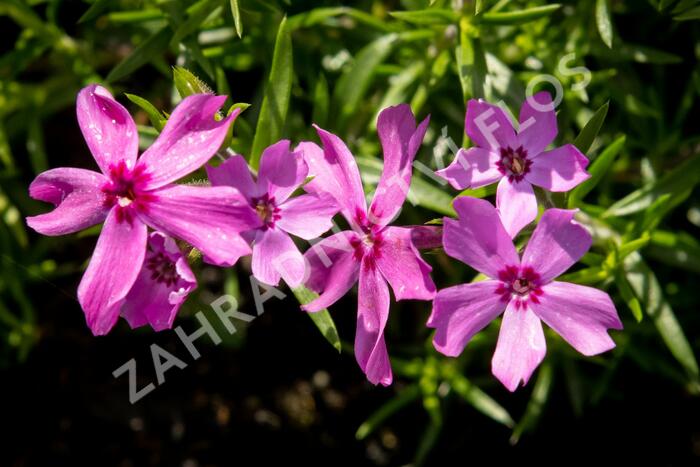 Plamenka šídlovitá 'Crimson Beauty' - Phlox subulata 'Crimson Beauty'