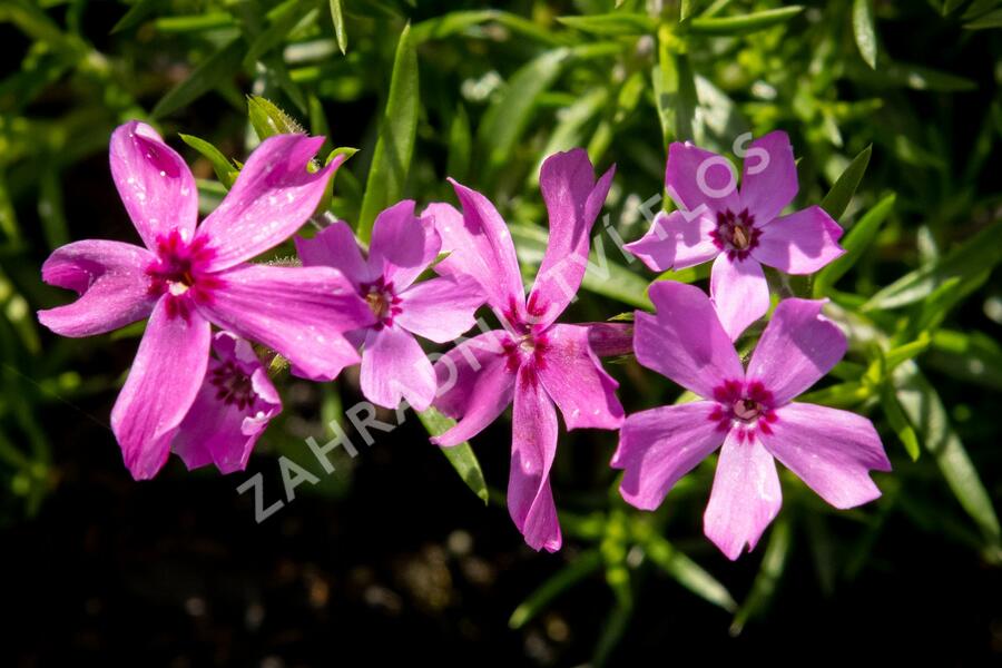 Plamenka šídlovitá 'Crimson Beauty' - Phlox subulata 'Crimson Beauty'