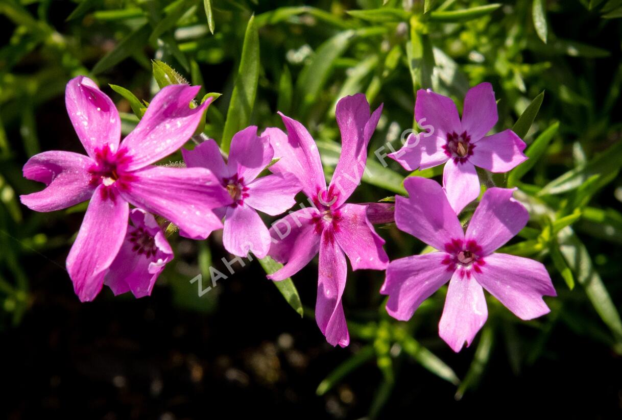 Plamenka šídlovitá 'Crimson Beauty' - Phlox subulata 'Crimson Beauty'