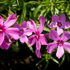 Plamenka šídlovitá 'Crimson Beauty' - Phlox subulata 'Crimson Beauty'