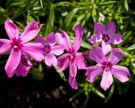 Plamenka šídlovitá 'Crimson Beauty'