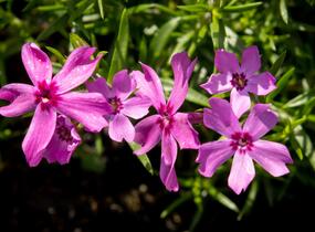 Plamenka šídlovitá 'Crimson Beauty' - Phlox subulata 'Crimson Beauty'
