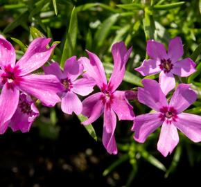 Plamenka šídlovitá 'Crimson Beauty' - Phlox subulata 'Crimson Beauty'