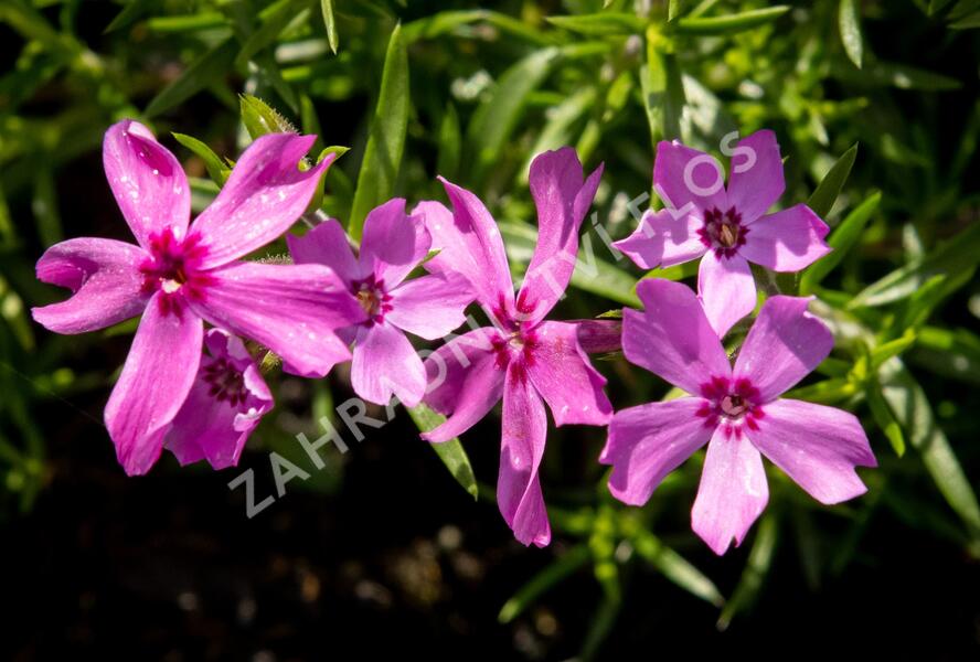 Plamenka šídlovitá 'Crimson Beauty' - Phlox subulata 'Crimson Beauty'