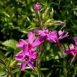 Plamenka šídlovitá 'Crimson Beauty' - Phlox subulata 'Crimson Beauty'