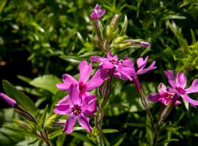 Plamenka šídlovitá 'Crimson Beauty' - Phlox subulata 'Crimson Beauty'