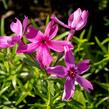 Plamenka šídlovitá 'Crimson Beauty' - Phlox subulata 'Crimson Beauty'