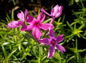 Plamenka šídlovitá 'Crimson Beauty' - Phlox subulata 'Crimson Beauty'
