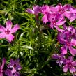 Plamenka šídlovitá 'Crimson Beauty' - Phlox subulata 'Crimson Beauty'