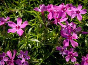 Plamenka šídlovitá 'Crimson Beauty' - Phlox subulata 'Crimson Beauty'