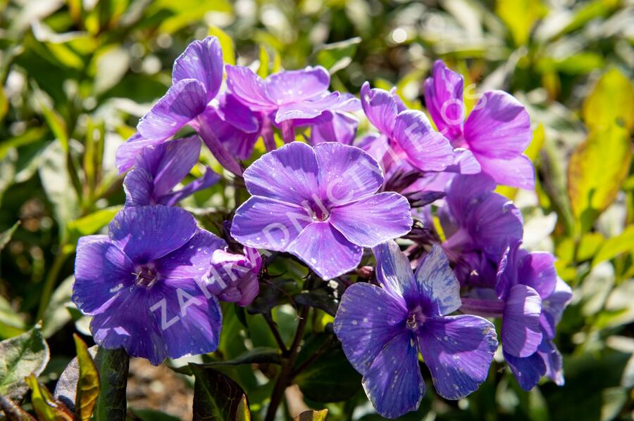 Plamenka latnatá 'Tenor' - Phlox paniculata 'Tenor'