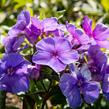 Plamenka latnatá 'Tenor' - Phlox paniculata 'Tenor'