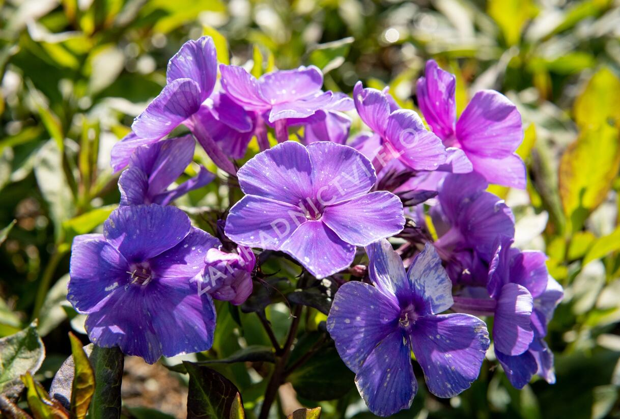 Plamenka latnatá 'Tenor' - Phlox paniculata 'Tenor'