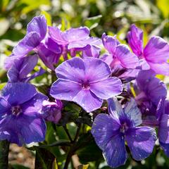 Plamenka latnatá 'Tenor' - Phlox paniculata 'Tenor'