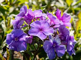 Plamenka latnatá 'Tenor' - Phlox paniculata 'Tenor'