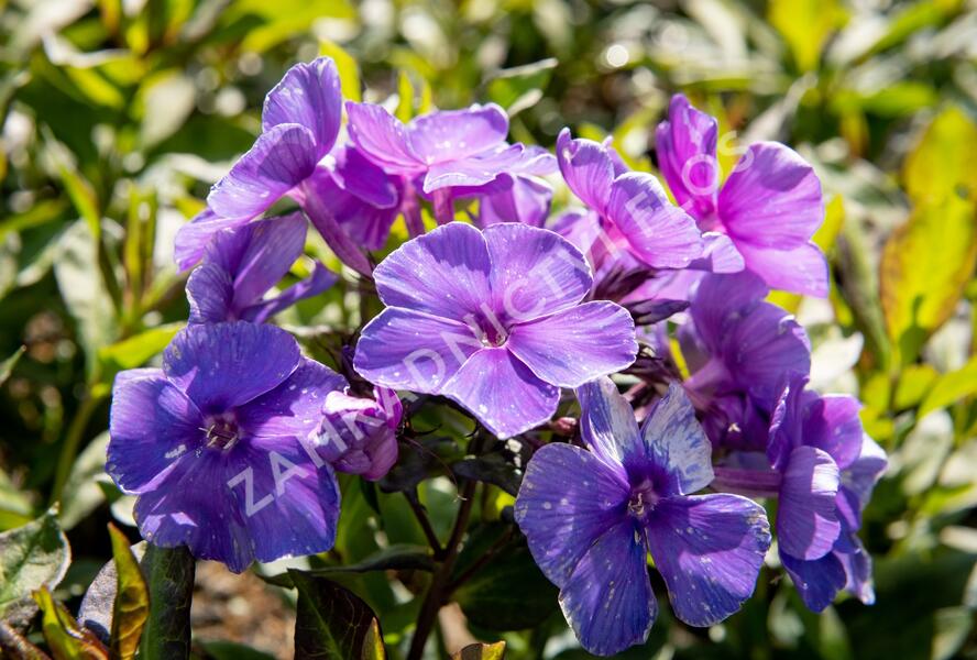 Plamenka latnatá 'Tenor' - Phlox paniculata 'Tenor'