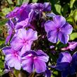 Plamenka latnatá 'Tenor' - Phlox paniculata 'Tenor'