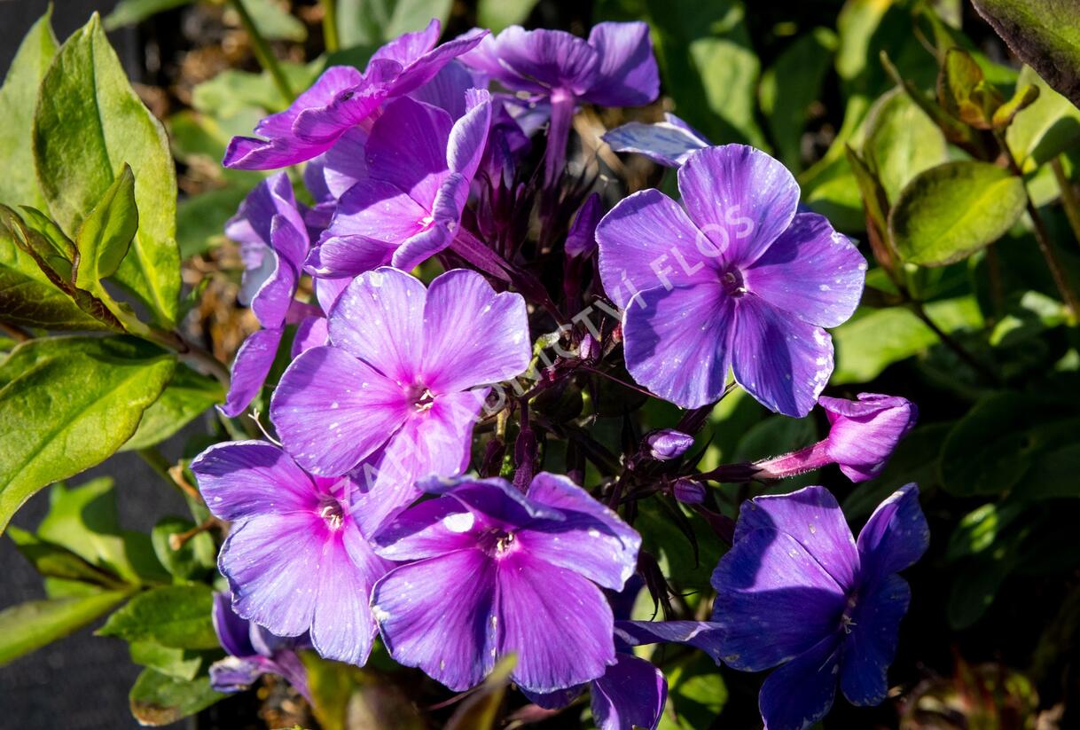 Plamenka latnatá 'Tenor' - Phlox paniculata 'Tenor'