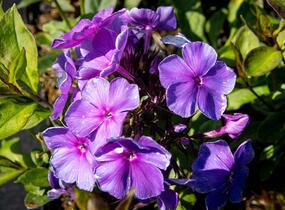 Plamenka latnatá 'Tenor' - Phlox paniculata 'Tenor'