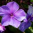 Plamenka latnatá 'Tenor' - Phlox paniculata 'Tenor'