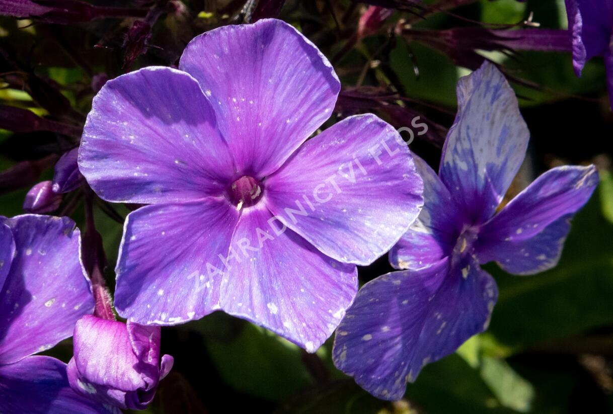 Plamenka latnatá 'Tenor' - Phlox paniculata 'Tenor'