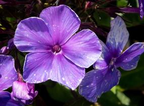 Plamenka latnatá 'Tenor' - Phlox paniculata 'Tenor'