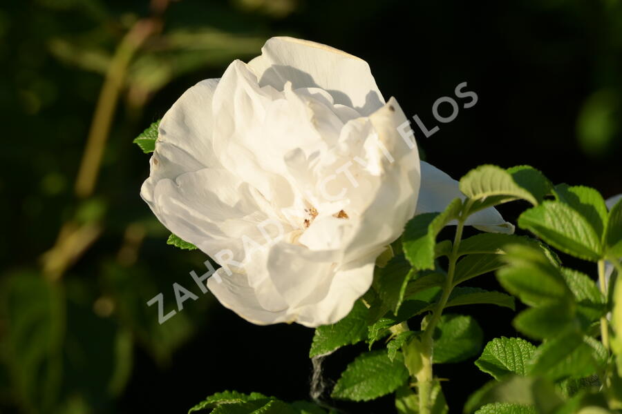 Růže svraskalá 'Blanc Double de Coubert' - Rosa rugosa 'Blanc Double de Coubert'