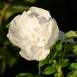Růže svraskalá 'Blanc Double de Coubert' - Rosa rugosa 'Blanc Double de Coubert'