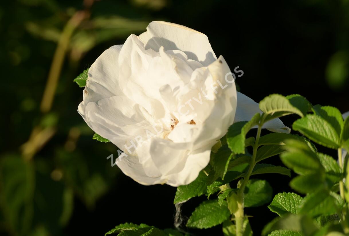 Růže svraskalá 'Blanc Double de Coubert' - Rosa rugosa 'Blanc Double de Coubert'