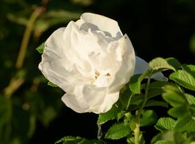 Růže svraskalá 'Blanc Double de Coubert' - Rosa rugosa 'Blanc Double de Coubert'