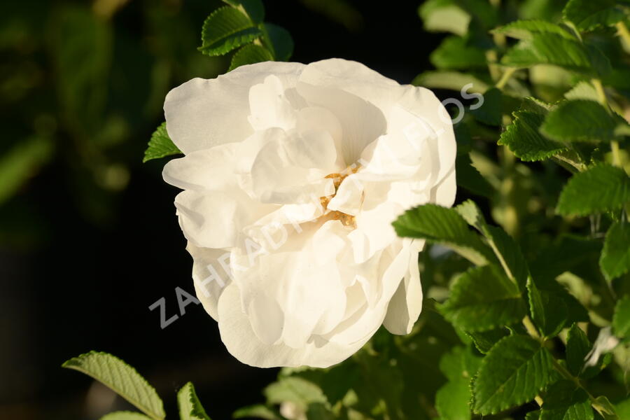 Růže svraskalá 'Blanc Double de Coubert' - Rosa rugosa 'Blanc Double de Coubert'