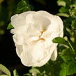 Růže svraskalá 'Blanc Double de Coubert' - Rosa rugosa 'Blanc Double de Coubert'