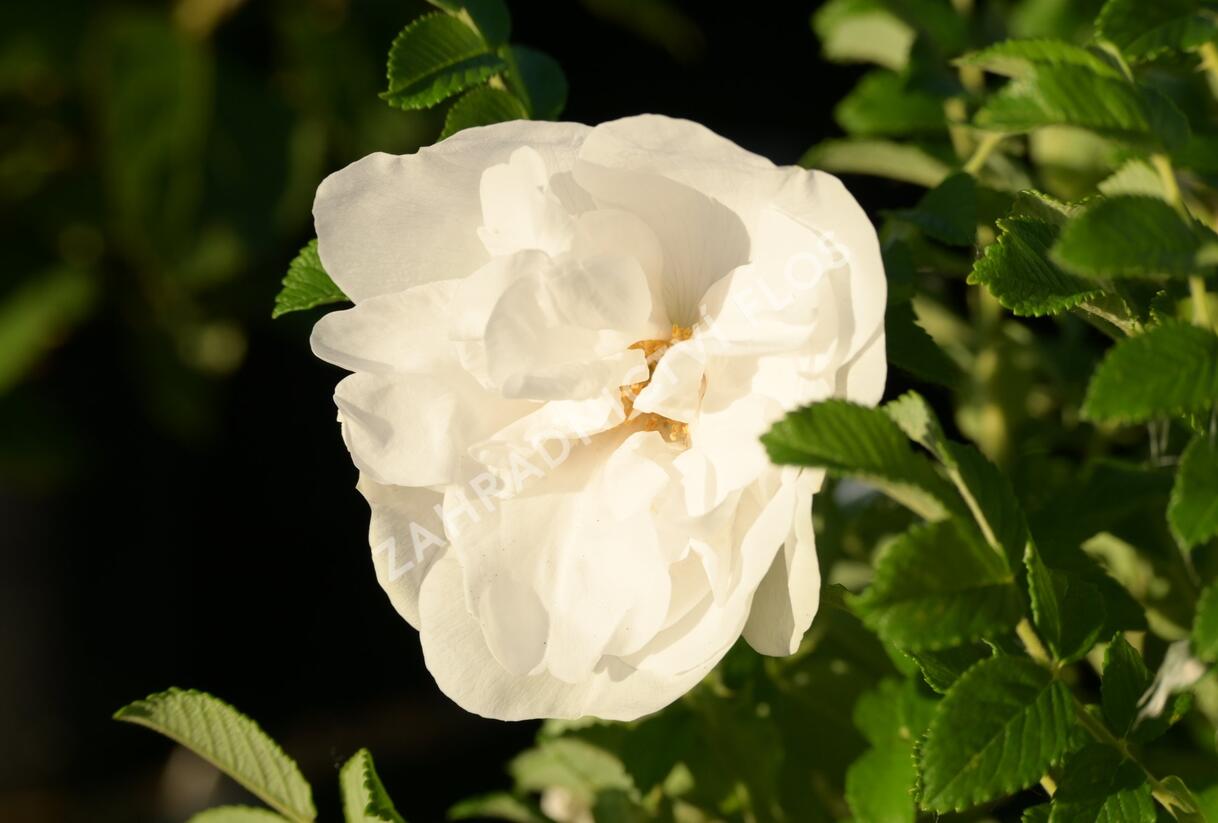 Růže svraskalá 'Blanc Double de Coubert' - Rosa rugosa 'Blanc Double de Coubert'