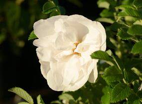 Růže svraskalá 'Blanc Double de Coubert' - Rosa rugosa 'Blanc Double de Coubert'