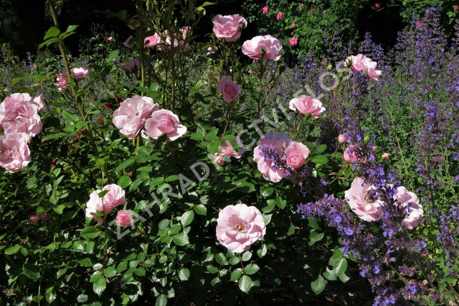 Růže mnohokvětá Meilland 'Bonica 82' - Rosa MK 'Bonica 82'