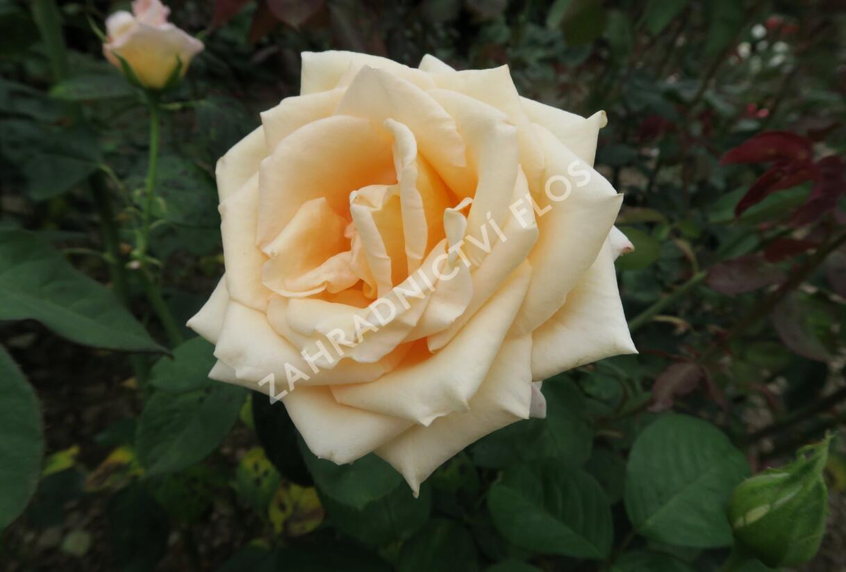 Růže mnohokvětá Kordes 'Caramella' - Rosa MK 'Caramella'