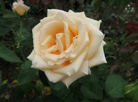Růže mnohokvětá Kordes 'Caramella' - Rosa MK 'Caramella'