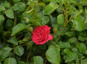 Růže mnohokvětá Kordes 'Gärtnerfreude' ('Toscana') - Rosa MK 'Gärtnerfreude' ('Toscana')