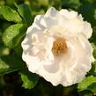 Růže svraskalá 'White Roadrunner' - Rosa rugosa 'White Roadrunner'