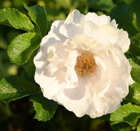 Růže svraskalá 'White Roadrunner' - Rosa rugosa 'White Roadrunner'