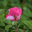 Růže mnohokvětá Meilland 'Pink Meidiland' - Rosa MK 'Pink Meidiland'