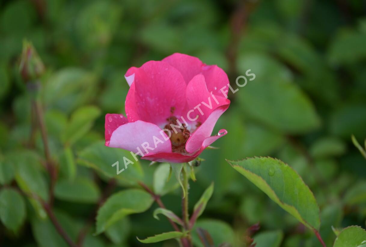 Růže mnohokvětá Meilland 'Pink Meidiland' - Rosa MK 'Pink Meidiland'