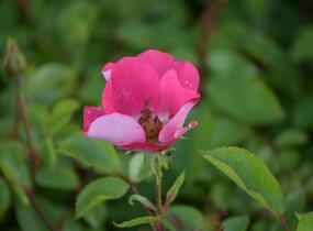 Růže mnohokvětá Meilland 'Pink Meidiland' - Rosa MK 'Pink Meidiland'