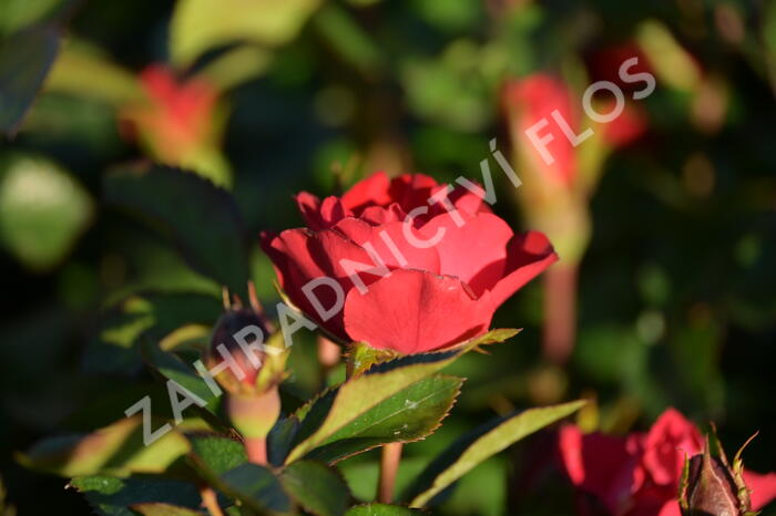 Růže mini Meilland 'Zepeti' ('Meibenbino') - Rosa MI 'Zepeti' ('Meibenbino')