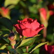 Růže mini Meilland 'Zepeti' ('Meibenbino') - Rosa MI 'Zepeti' ('Meibenbino')