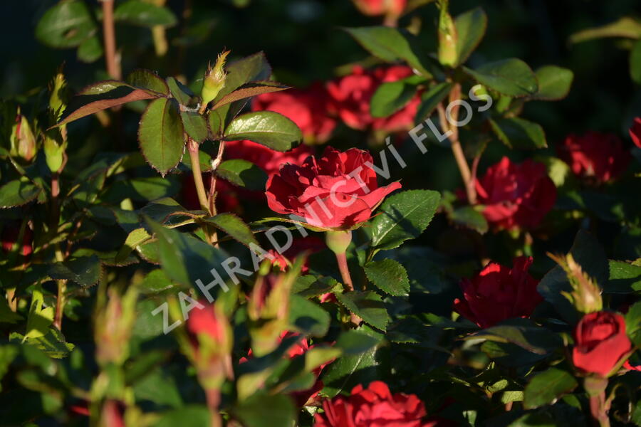 Růže mini Meilland 'Zepeti' ('Meibenbino') - Rosa MI 'Zepeti' ('Meibenbino')